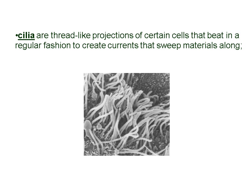 cilia are thread-like projections of certain cells that beat in a regular fashion to